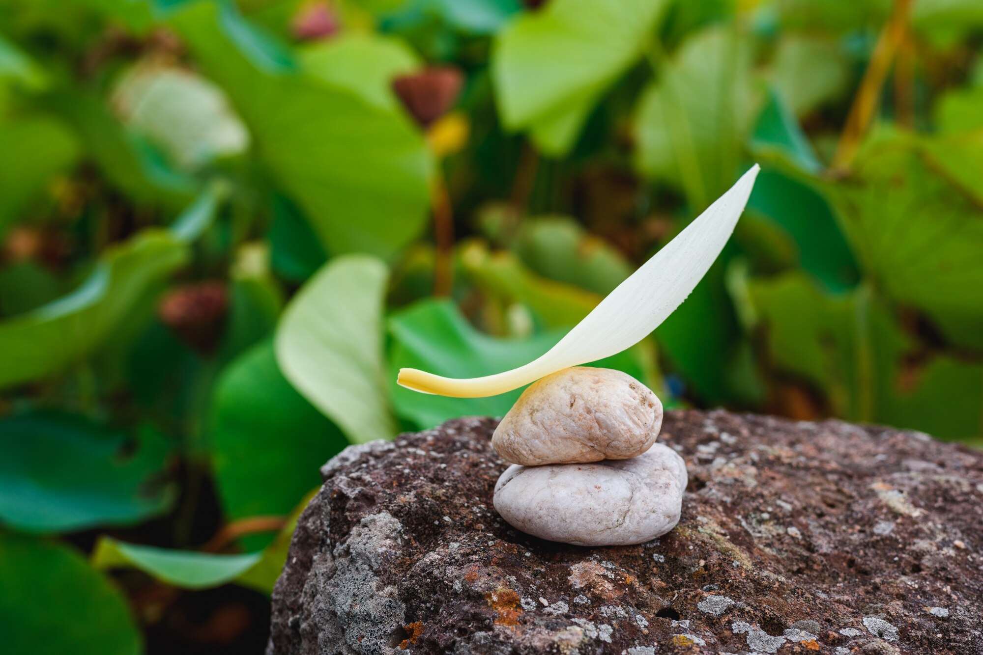 Naturaleza y equilibrio